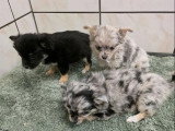 3 chiots femelles Chihuahua non LOF bleu merle et noire et feu à vendre