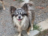 3 chiots femelles Chihuahua non LOF bleu merle et noire et feu à vendre