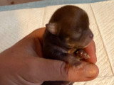 Chiots Chihuahua à poil court à vendre