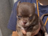 Chiots Chihuahua à poil court à vendre