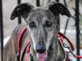 Chorrona, Galga de 4 ans à adopter en association