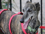 Chorrona, Galga de 4 ans à adopter en association