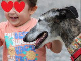Chorrona, Galga de 4 ans à adopter en association