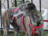 Chorrona, Galga de 4 ans à adopter en association