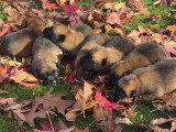 Chiots Berger Belge Malinois LOF à réserver dès maintenant