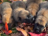 Chiots Berger Belge Malinois LOF à réserver dès maintenant