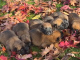 Chiots Berger Belge Malinois LOF à réserver dès maintenant