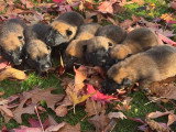 Chiots Berger Belge Malinois LOF à réserver dès maintenant