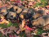 Chiots Berger Belge Malinois LOF à réserver dès maintenant