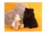 Chiots Spitz Nain à vendre