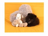 Chiots Spitz Nain à vendre