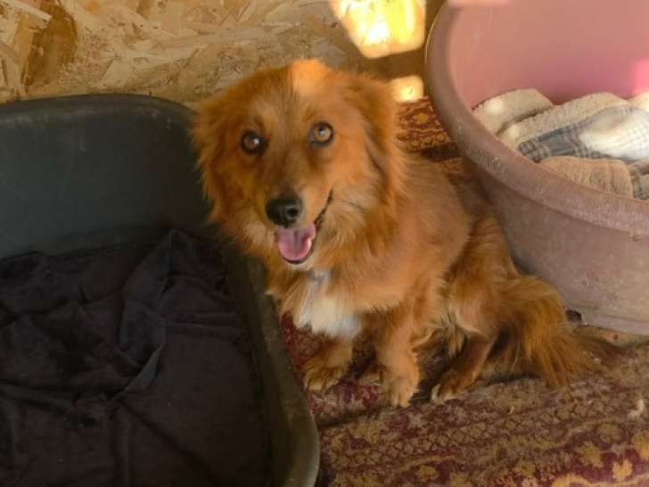 Jaya, chienne ultra câline à adopter en association
