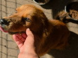 Jaya, chienne ultra câline à adopter en association
