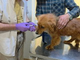 Jaya, chienne ultra câline à adopter en association