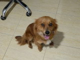 Jaya, chienne ultra câline à adopter en association