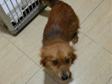 Jaya, chienne ultra câline à adopter en association