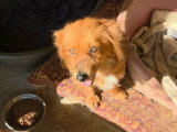 Jaya, chienne ultra câline à adopter en association