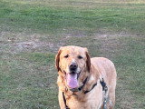 Marius, Golden Retriever à donner