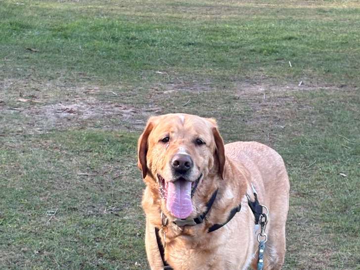 Marius, Golden Retriever à donner