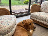 Marius, Golden Retriever à donner