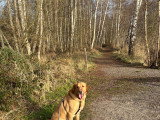Marius, Golden Retriever à donner