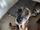 Siouky, Malinois adulte à donner