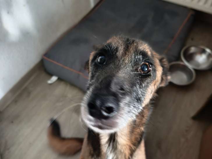 Siouky, Malinois adulte à donner