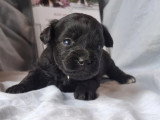 3 femelles Aussiedoodle Toy non LOF nées en mars 2026 à vendre