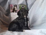 3 femelles Aussiedoodle Toy non LOF nées en mars 2026 à vendre