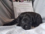 3 femelles Aussiedoodle Toy non LOF nées en mars 2026 à vendre
