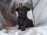 3 femelles Aussiedoodle Toy non LOF nées en mars 2026 à vendre