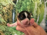 Chiots Yorkshire Terrier Biewer à vendre