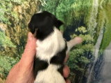 Chiots Yorkshire Terrier Biewer à vendre