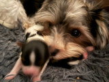 Chiots Yorkshire Terrier Biewer à vendre