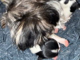 Chiots Yorkshire Terrier Biewer à vendre