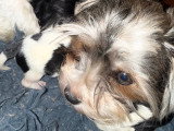 Chiots Yorkshire Terrier Biewer à vendre