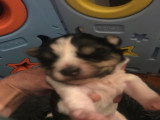 Chiots Yorkshire Terrier Biewer à vendre