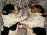 Chiots Yorkshire Terrier Biewer à vendre