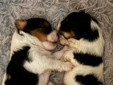 Chiots Yorkshire Terrier Biewer à vendre