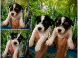 Chiots Yorkshire Terrier Biewer à vendre