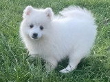 Chiot Spitz Japonais mâle blanc LOF à vendre de février 2026