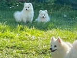 Chiot Spitz Japonais mâle blanc LOF à vendre de février 2026