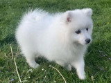 Chiot Spitz Japonais mâle blanc LOF à vendre de février 2026
