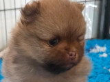 2 chiots Spitz nés avril 2026 à réserver non LOF