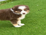 Chiots Berger Américain Miniature à vendre