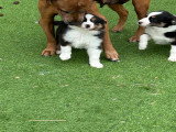 Chiots Berger Américain Miniature à vendre