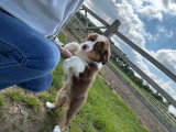 Chiots Berger Américain Miniature à vendre