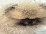 Chiot Loulou de Poméranie à vendre