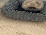 Chiot Loulou de Poméranie à vendre