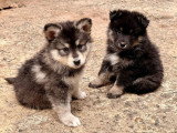 4 chiots Finnois de Laponie non LOF de mars 2026 à réserver